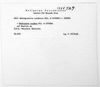 Harknessia caudata image